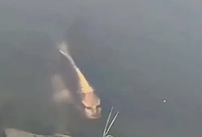 Рыбу с человеческим лицом заметили в Китае – жуткое фото - Развлечения