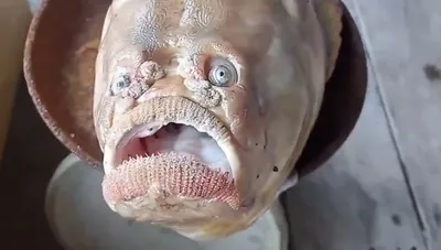 Рыба с человеческим лицом - 72 фото