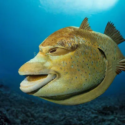 Рыба с человеческим лицом» — создано в Шедевруме