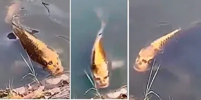 Пользователей соцсетей напугала рыба с \"человеческим лицом\" - Радио  Sputnik, 11.11.2019