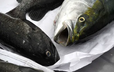 Рыба с «человеческим лицом» напугала пользователей Сети - NEWS.ru — 11.11.19