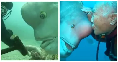 Рыба с человеческим лицом стала новым мемом сети
