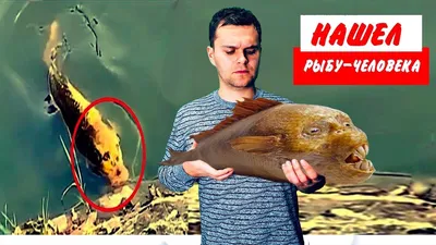 Пользователи соцсетей испугались рыбы с \"человеческим лицом\" - РИА Новости,  11.11.2019