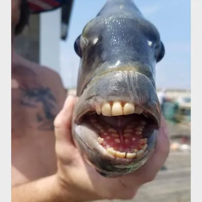 Рыба с человеческими зубами фото фотографии