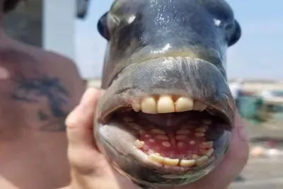Загадочная рыба с «человеческими» зубами напугала посетителей пляжа -  Газета.Ru | Новости