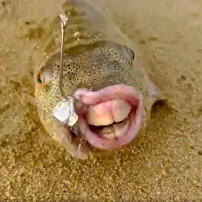 Рыбак выловил загадочную рыбу с человеческими зубами: Звери: Из жизни:  Lenta.ru