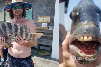 С человеческими зубами: рыбак в США поймал уникальную рыбу | OBOZ.UA