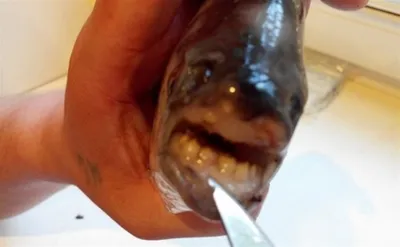 Рыба с человеческими зубами: посмотрите на родича пираньи, которого поймал  мальчик из Оклахомы | Вокруг Света