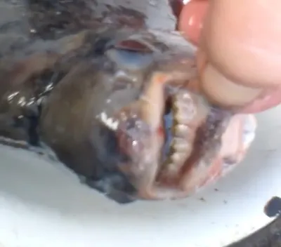 Паку: Пиранья с «человеческими зубами», которую в последние годы ловят  рыбаки по всей России. Как она к нам попала и почему выжила? | Пикабу