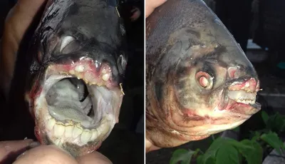 На фестиваль «Рыбная неделя» в Москве привезли пиранью с человеческими  зубами