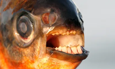 Рыбу с «человеческими» зубами выловили в Воронежской области и показали на  видео