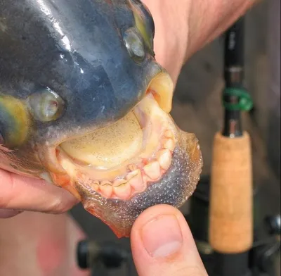 Омич ужаснулся улову: на крючок попалась рыба с человеческими зубами —  СуперОмск