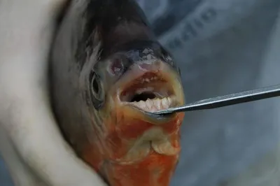 В США поймали рыбу с \"человеческими\" зубами - Российская газета