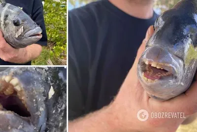 Рыбу с человеческими зубами поймал житель США – фото - Fun | Сегодня