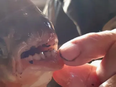 Oxu.az - Пенсионер поймал рыбу с человеческими зубами - ФОТО