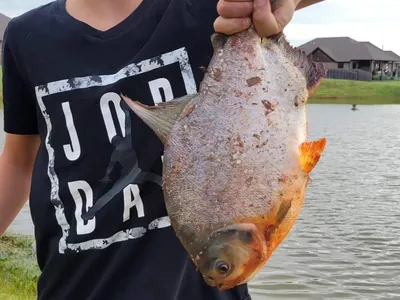 Рыбу с зубами, как у человека, поймал 11-летний мальчик в Оклахоме