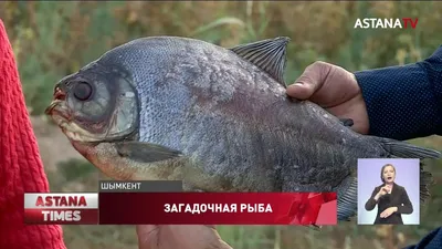 Овцеголов-рыба с человеческими зубами | Underwater Inspector | Дзен