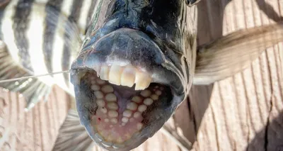 В Аргентине обнаружили рыбу с человеческими зубами – Снег.TV