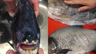 Морской монстр”: На глубине нашли рыбу с человеческими зубами – видео |  Life Style | MIGnews - MigNews – новости Израиля и мира на русском языке