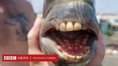 Рыбу с зубами, как у человека, поймали в США - BBC News Русская служба