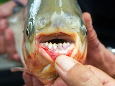Турист поймал рыбу с человеческими зубами