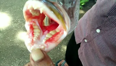 На видео попала рыба с человеческими зубами