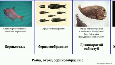 Глубоководная рыба «Длиннорогий саблезуб» в интернет-магазине Ярмарка  Мастеров по цене 416500 ₽ – QSDZGRU | Статуэтки, Белгород - доставка по  России