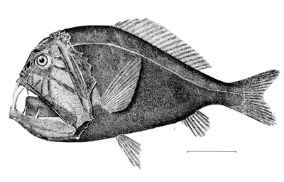 Глубоководная рыба \"Длиннорогий саблезуб\"
