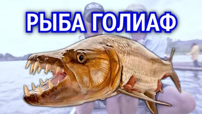 Саблезубый лосось / Sabertooth Salmon