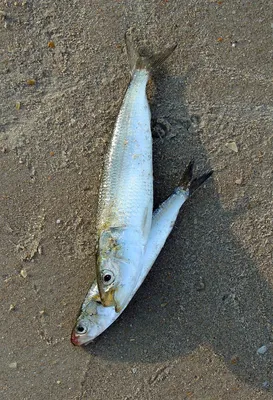 Алаша, или круглая сардинелла (Sardinella aurita) | adriaticnature