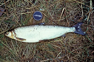 Продам/купить морская рыба, сардина, сардинелла, скумбрия свежемороженая —  Agro-Ukraine