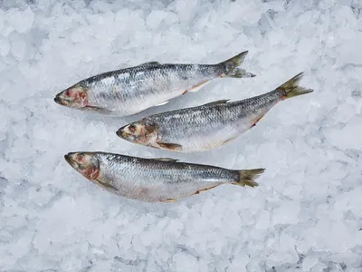 🐟❄️ Купить сельдь в Ульяновске: цена за 1 кг мороженой селедки от 330 руб  — Дикоед