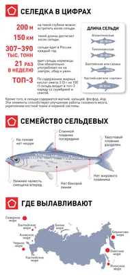 Сельдь Олюторская слабосолёная , купить с доставкой в магазине Деревня  Живёт в Москве и области.