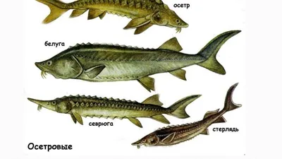 В Черном море восстанавливается популяция севрюги | Новости Одессы