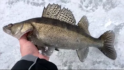 Стерлядь – деликатес без костей - Fishmarket - супермаркет рыбы