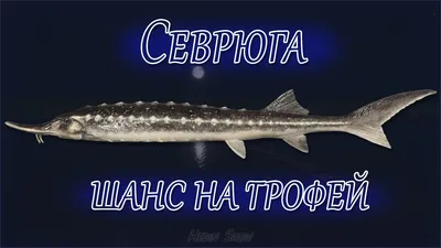 СЕМЕЙСТВО ОСЕТРОВЫЕ (ACIPENSERIDAE) - что такое в Биологической энциклопедии