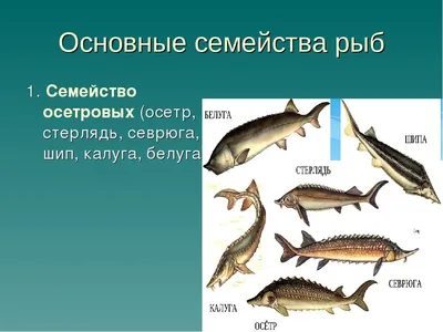 На Двух столбах под Одессой остановили авто с ценной рыбой | Новости Одессы