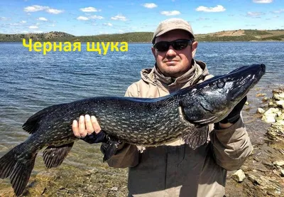 Купить статуэтка рыба щука за 4000 руб. в интернет магазине Пятигорская  Бронза
