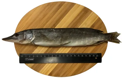 Рыбачка на реке Псел поймала щуку с чумой - фото рыбы | РБК Украина