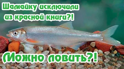 В российском регионе спасли от исчезновения краснокнижную рыбу: Природа:  Моя страна: Lenta.ru