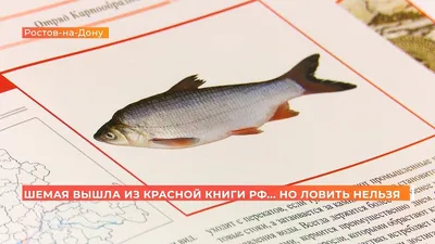 Вся шемая Волгоградской области – 100% браконьерство, - ихтиолог Сергей  Яковлев