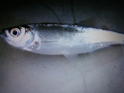 Рыба якутии (41 фото)