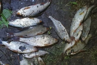 Рыба шемая: фото и описание, где водится шамайка, как выглядит азовская  черноморская, каспийская, как приготовить, можно ли ловить и как