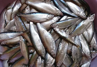 ROKSY on Instagram: \"Шемая (с персидского шимаджи — царская рыба), —  представляет собой лучеперую рыбу из семейства карповых, обладает отличными  вкусовыми качествами, водится в Черном, Азовском, Каспийском морях. Она  может достигать достаточно
