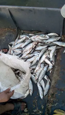 Пензенский рыбак удивился своему улову и озадачил соцсети