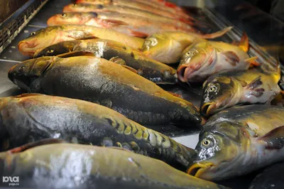 Крымский ученый рассказал, почему в Черном море стало меньше рыбы