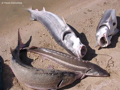 🐠🐋🐟рыба шип» — создано в Шедевруме