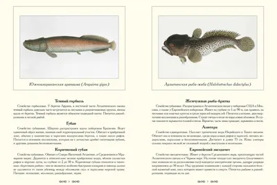 Океанские убийцы: знакомство с самыми ядовитыми рыбами в мире (Фото) -  Телеграф