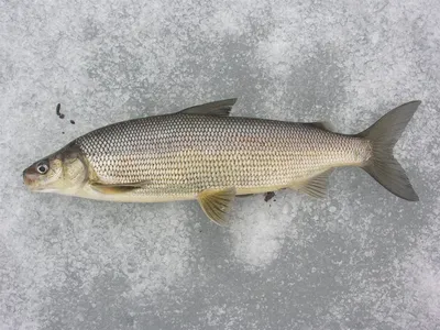 🐟 Сиг ладожский отборный (кг) - купить с доставкой в СПб | Питер-Корюшка -  интернет магазин