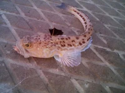 Рыба - крылатка, рыба - лев, львиная скорпена (лат. Pterois volitans) - за  красотой окраски и формы её плавников… | Lion fish, Underwater fish,  Beautiful fish